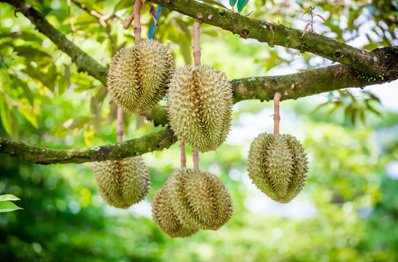 Ăn sầu riêng có beo không