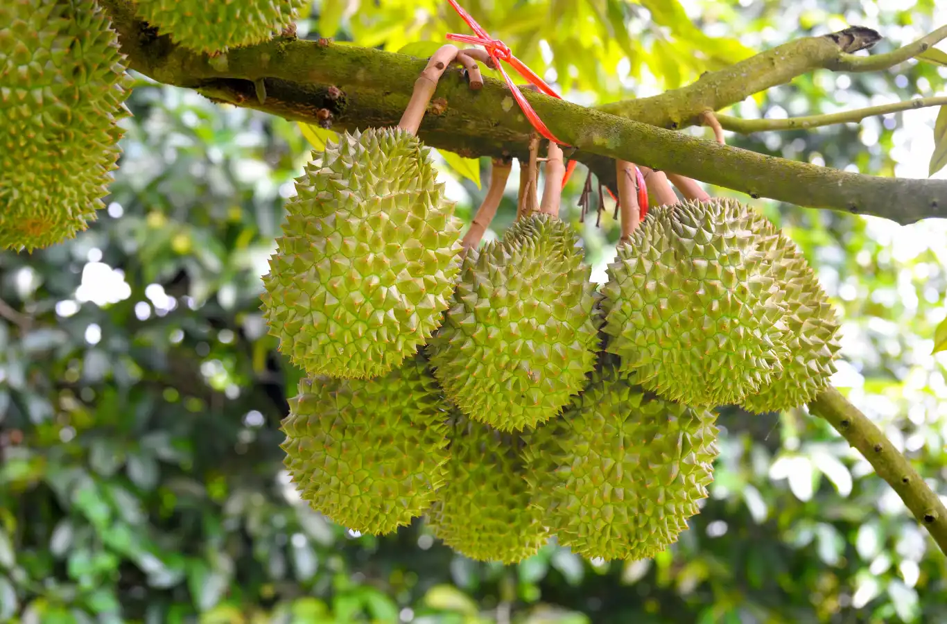 Ăn sầu riêng có tốt không